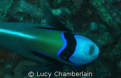 An Emperor Angel Fish by Lucy Chamberlain 